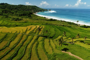 the stepped rice terraces surrounding Nihi Sumba