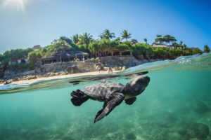 baby turtles being released at Nihi Sumba