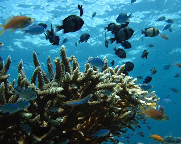 Coral Reefs surrounding Moro Ma Doto Morotai Island Surf Resort Indonesia