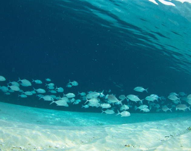 underwater fish at resort latitude zero