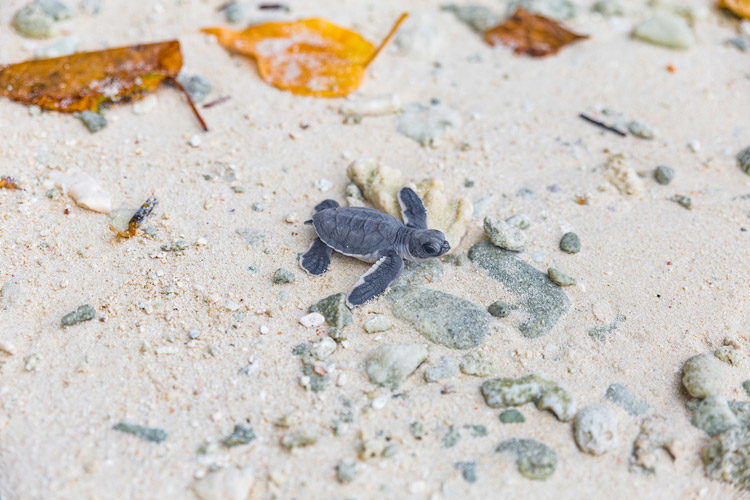 Wayfarers Atlas Luxury Family Surf Resort Soneva Jani baby turtles hacking